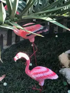 Фламинго - 2