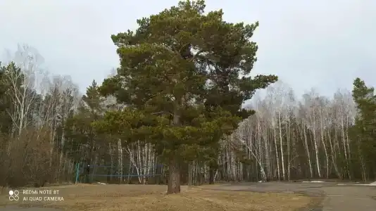 Бузим Красноярск - 86