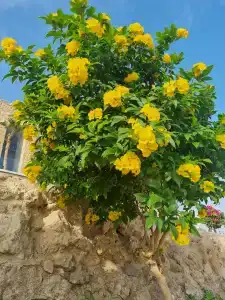 Albatros Citadel Resort - 26