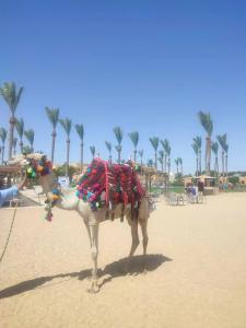 Stella Beach Resort & Spa, Makadi Bay - 87