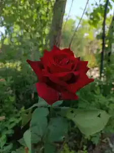Лазурное - 46