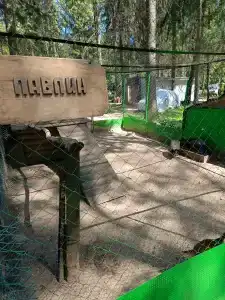 Хвойный бор - 42