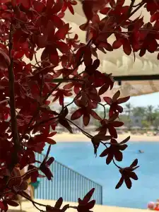 Desert Rose Resort - 76