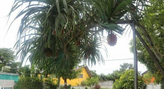 The Great Rayong - 9