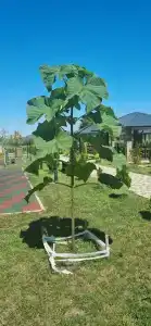 Гуамское поместье - 49