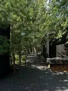Betula - 19
