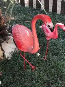 Фламинго - 3