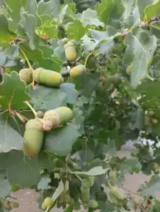 Сомовье Логово - 18