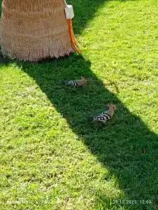 Ali Baba Palace -Families and Couples Only- - 89