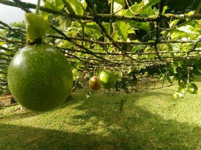 The Orchard Holiday Home - 9