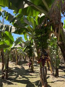 Albatros White Beach - 70