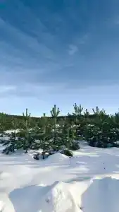 Форест чан - 41