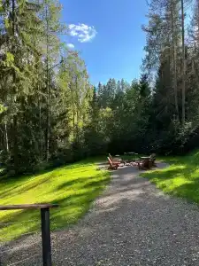 Fox in forest - 36