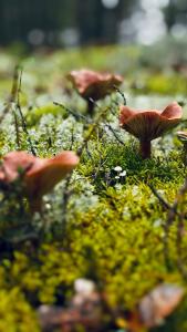 Глэмпинг Гиперборея - 90