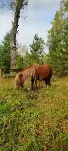 Ветер в соснах - 33