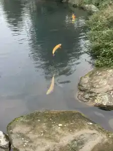 Главрыба - 51