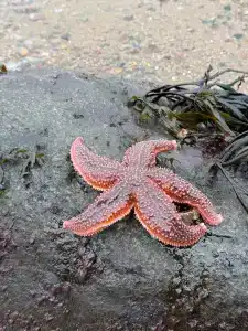 Cedar Grass Териберка - 45