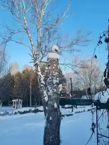 Лесная Сказка - 21