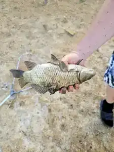 Широкая балка - 22