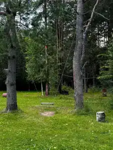 Сосновые шишки - 41