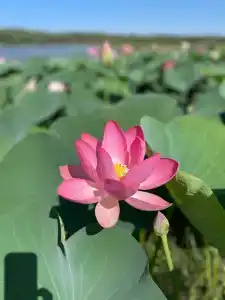 World-Fish - 46