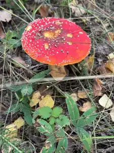 Сосновые дома - 35