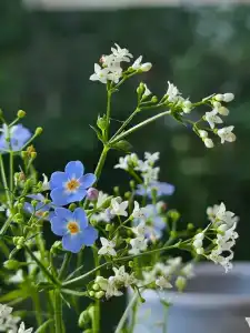 Липа Да Ива - 8