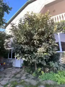 Гостевой Дом у Сабишки - 18