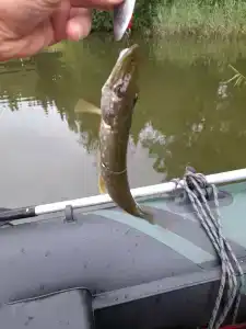 Смородина - 47