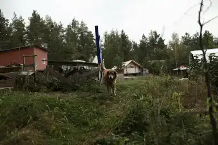 Milka - 46