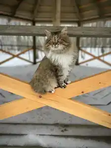 МайнДорф - Батаково - 3