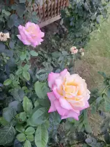 Эльмаз - 36