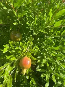 Анна Крым - 82