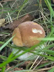 Лада Holiday - 77