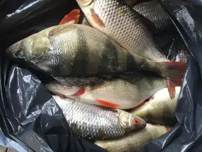 Зайкина дача - 21