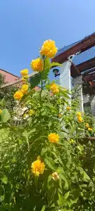 Семирамида - 62