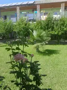 Эльмаз - 38