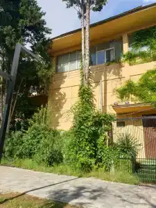 Хоста - 38