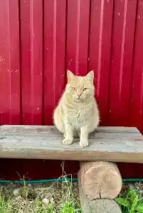 Ярви Хаус - 26