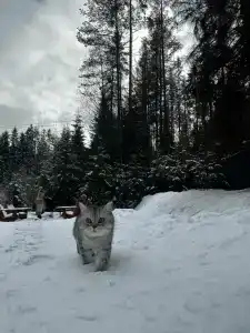 Fox in forest - 34