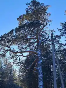 Китой - 28