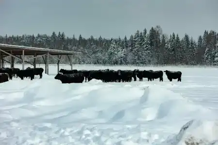 База отдыха Коттеджи Фермы М2 - 23