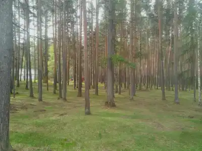 Ельничный - 3