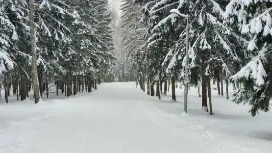 Головино - 45