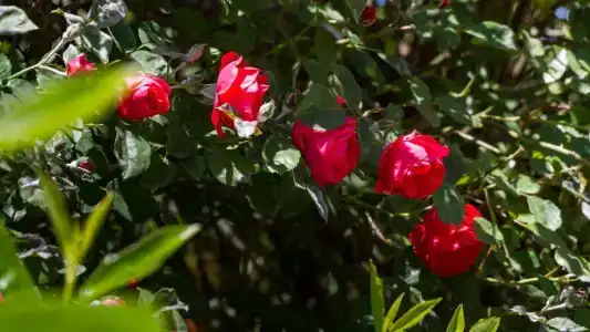 La Rose - 40
