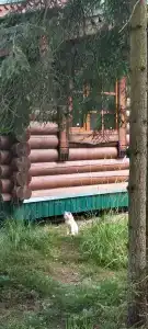 Неясыть - 31