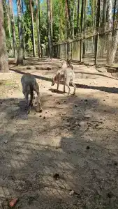 Каменюки - 47