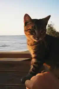 Амбассадор - 65