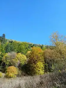 Forest Aura - 34