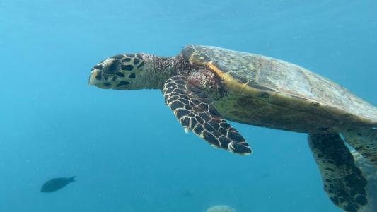 Soneva Fushi - 17